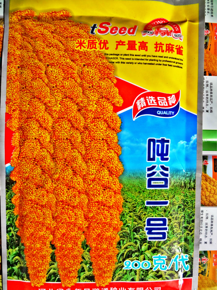 谷子种吨谷一号