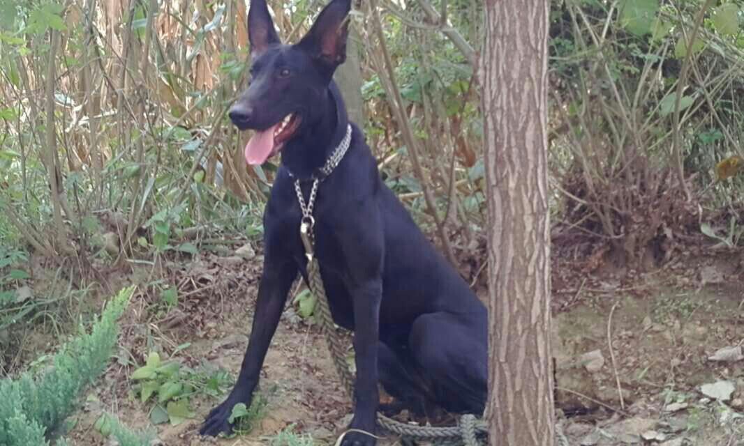 出售精品黑狼幼犬