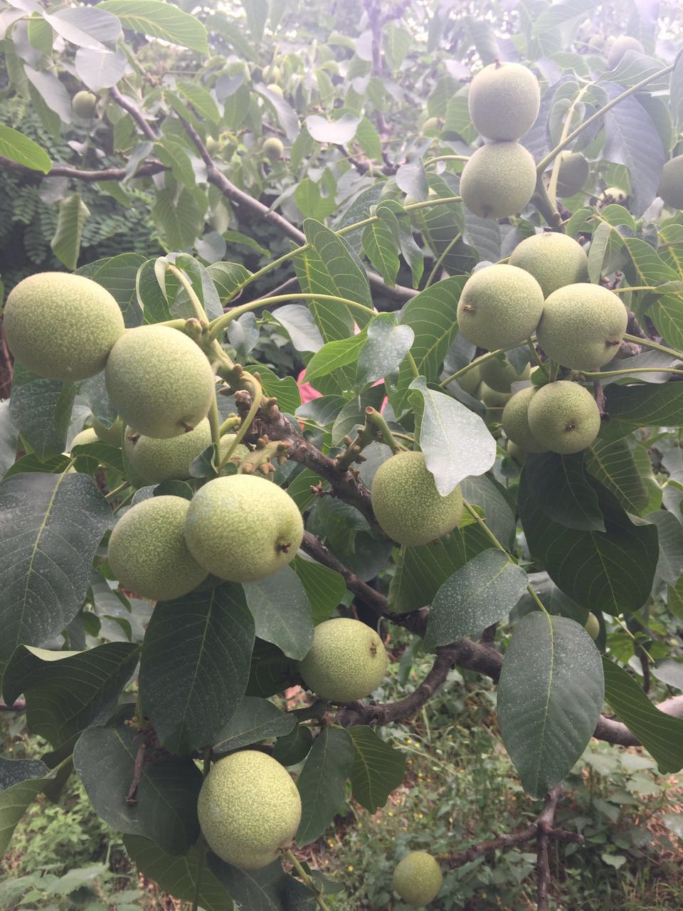 山东薄皮核桃树苗冠核一号核桃苗核桃树