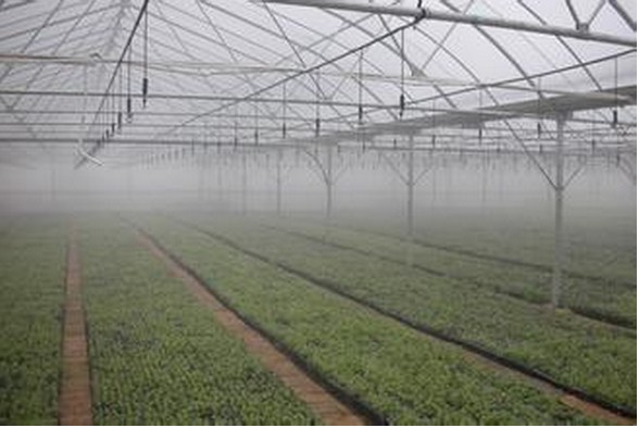 微喷头 温室大棚微喷头 灌溉微喷头