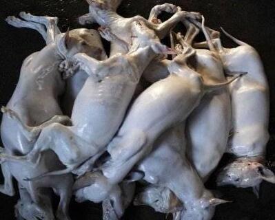 白条狗 - 食品饮料批发网