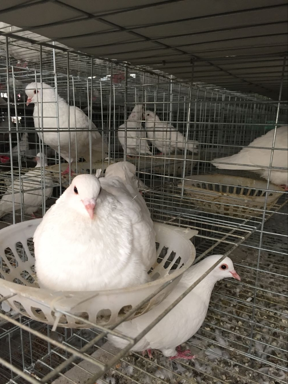 开封鸽子养殖 鸽子价格 种鸽价格