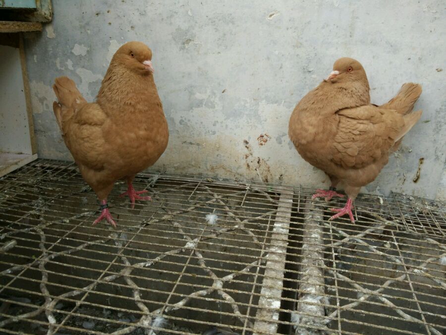 纯种元宝鸽落地王鸽白羽王鸽摩登那鸽淑女鸽