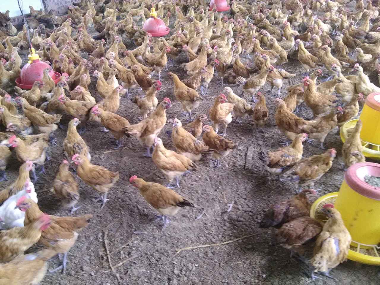 自生源禽业青脚红羽3号鸡苗 - 养殖批发网