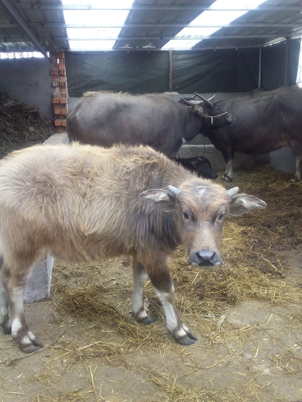 沂河散養水牛提供牛犢或鮮肉等